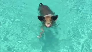 Pigs of Exuma