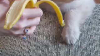 Small brown puppy eating banana