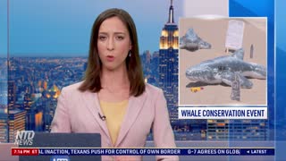 Whale Conservation Event on World Oceans Day