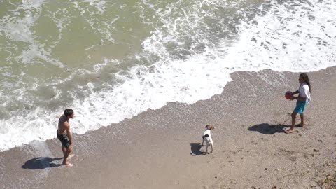 Dog happily playing on the beach