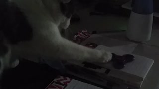 Cat Meets Fidget Spinner