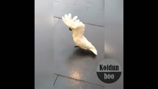 Parrot mimics a dog