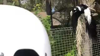 Attack of the Magpie