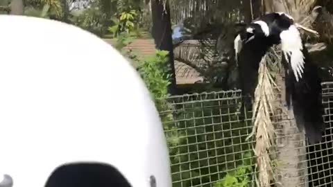 Attack of the Magpie