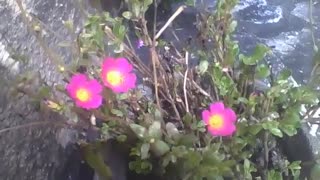 Pequenas flores onze horas, rosa e amarela, num jarro ao lado de um edifício [Nature & Animals]