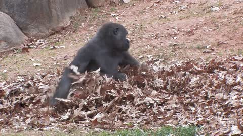 Gorillas playing in leaves