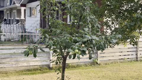 Little apple tree