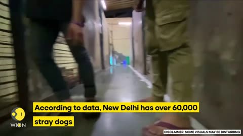 G20 Summit 2023_ Delhi removes stray dogs from the streets ahead of summit _ WION Originals