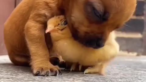 Funny cute dog video