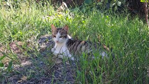 Cute cat resting in the yard. Relaxing video.