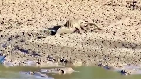 what happens if a salamanda meets a crocodile?