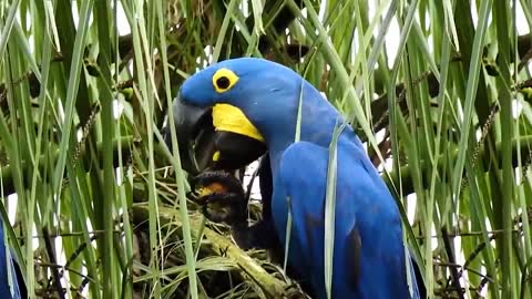 Hyacinth macaws at various times in nature beautiful images HD 4K video