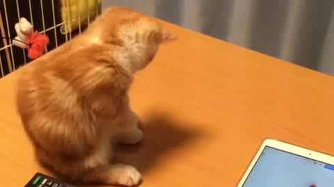 Cat’s Reaction: First Time Seeing Fish In IPAD