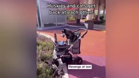 #Funny cat and dog video