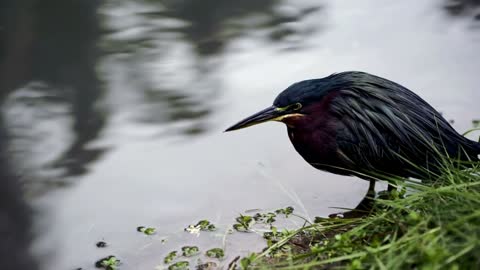 Heron sitting by the edge of a lake - With beautiful music