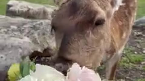 Rescued deer loves to chow down on fresh flowers