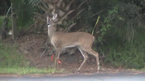 A Deer Make a Rare Daytime Appearance