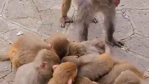 Monkey _ Monkey food _ Baby Monkey _ Daily Monkey _ _Shorts