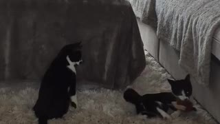 Crazy Kittens Trying to take back her Catnip toy.