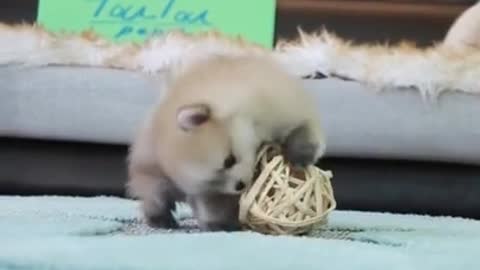 Adorable dog play ball in his room funny video