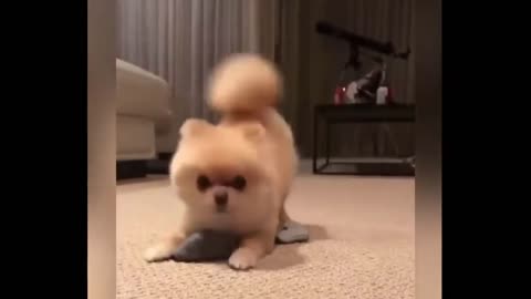 Pomeranian Playtime: Hilarious Adventures of a Fluffy Friend