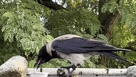 Male Crow Feeds Hungry Fledglings