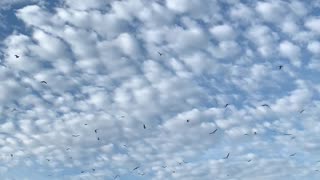 Seagulls galore!