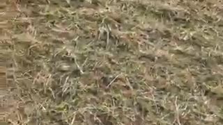 Guy slides down grass hill between guys legs