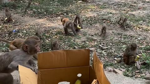 Hungry Monkeys Take Bananas