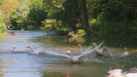 DOMESTIC DUCKS FLOATING ON THE RIVER. Beautiful ducks