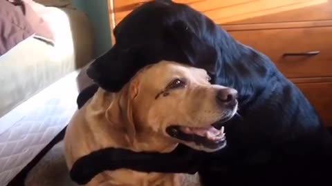These Two Dogs Just Can't Stop Hugging Each Other