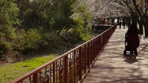 Cherry blossom trees and the sound of music birds