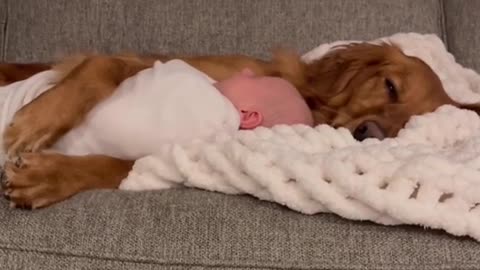 dog vrs baby