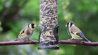 Two Birds Finds Food Locker In Garden