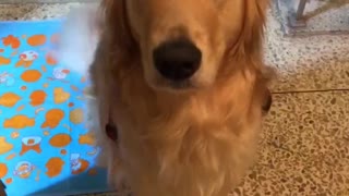 A golden retriever was shaking her tail