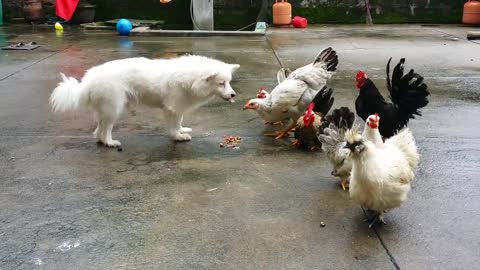 funny dog and chicken gang fight __ animal videos funny