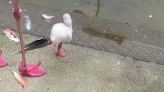 Baby flamingo practicing single-leg standing