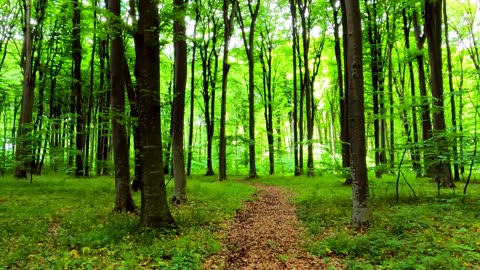 Beautiful forest | trekking in forest | walking in forest