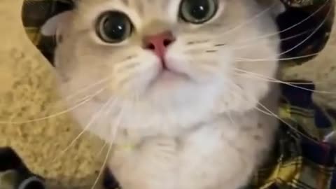 Cute cat voice video 2021