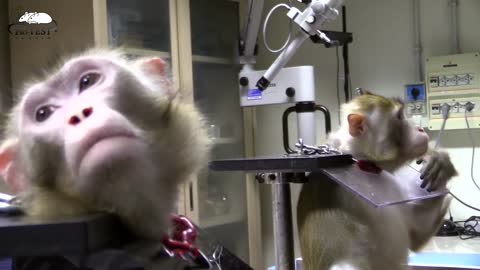 Primates in biomedical Research