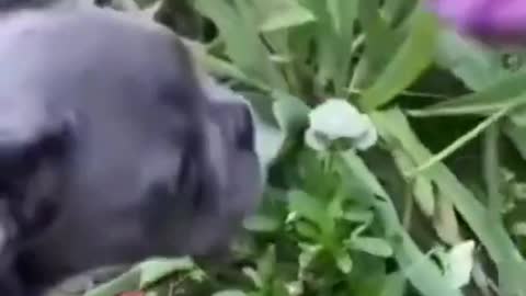 Funny French Bulldog trying to bite a flower.