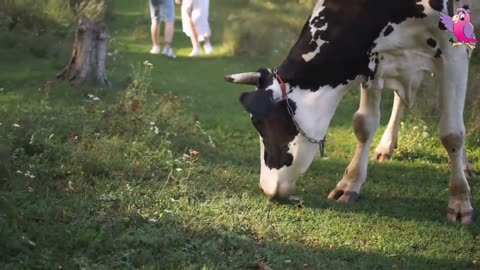 COW VIDEO