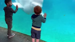 Kid Meets a Beluga Whale at Mystic Aquarium