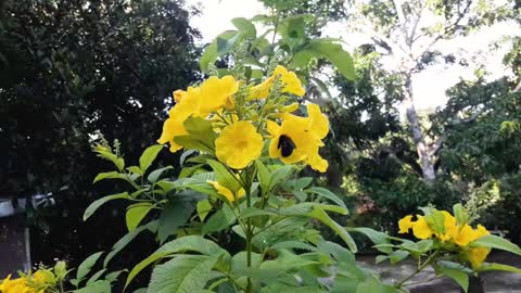 flower on the illusion or bee collect honey