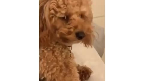 Dog is vibing with the tune, it is cute and funny !!!