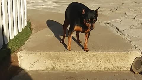 Pretty dog ​​that can't go down the stairs