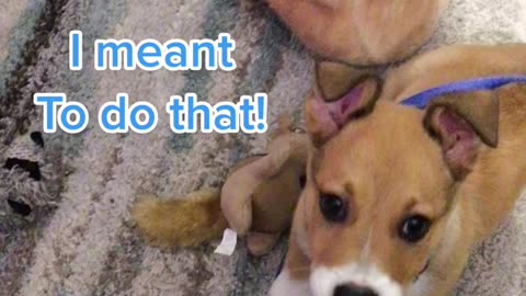 Baby Corky the Corgi plays with his new toy!