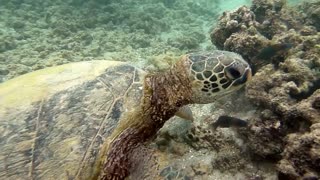 Lovely sea turtle eating