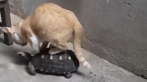 baggy cat abusing the goodness of the turtle