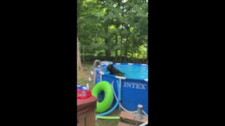 Black Bear Takes a Dip in the Pool